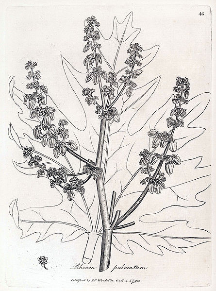 Fil:Rheum palmatum Woodville.jpg