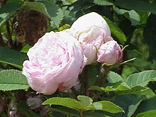 'Madame Edouard Ory'