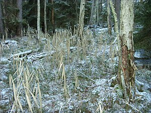 En frusen våtmark i sydöstra Talbyskogen vintertid