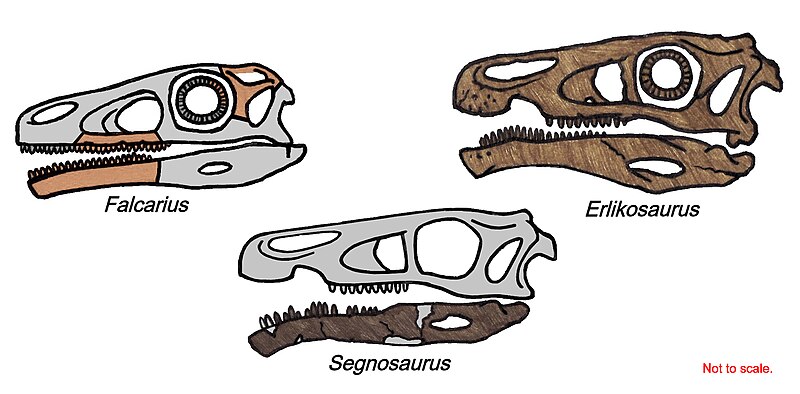 Fil:Therizinosaurid skull 044.JPG