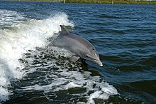 Bottlenose Dolphin KSC04pd0178.jpg