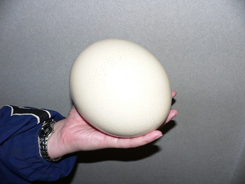 Fil:Ostrich egg.jpg
