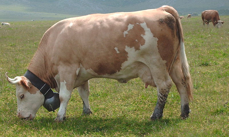 Fil:Simmentaler Fleckvieh.jpg