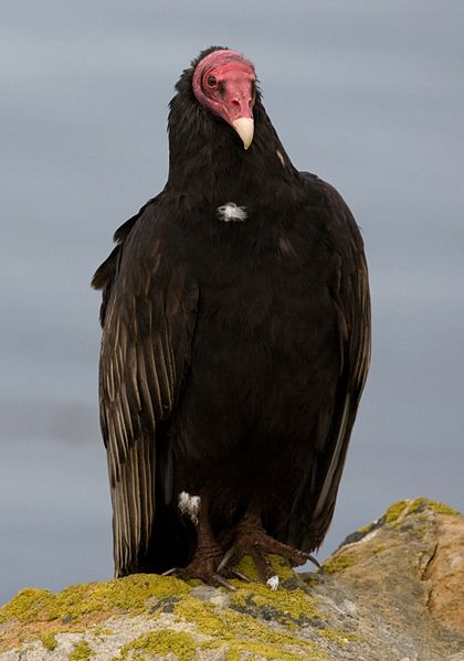 Fil:Urubu a tete rouge - Turkey Vulture.jpg