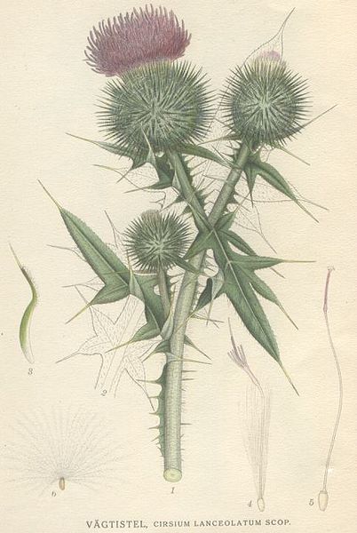 Fil:Cirsium lanceolatum.jpg