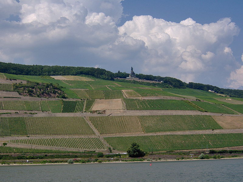 Fil:German Vineyard.JPG