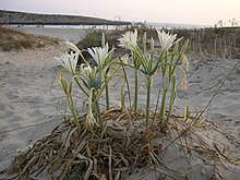 Strandlilja (Pancratium maritimum)