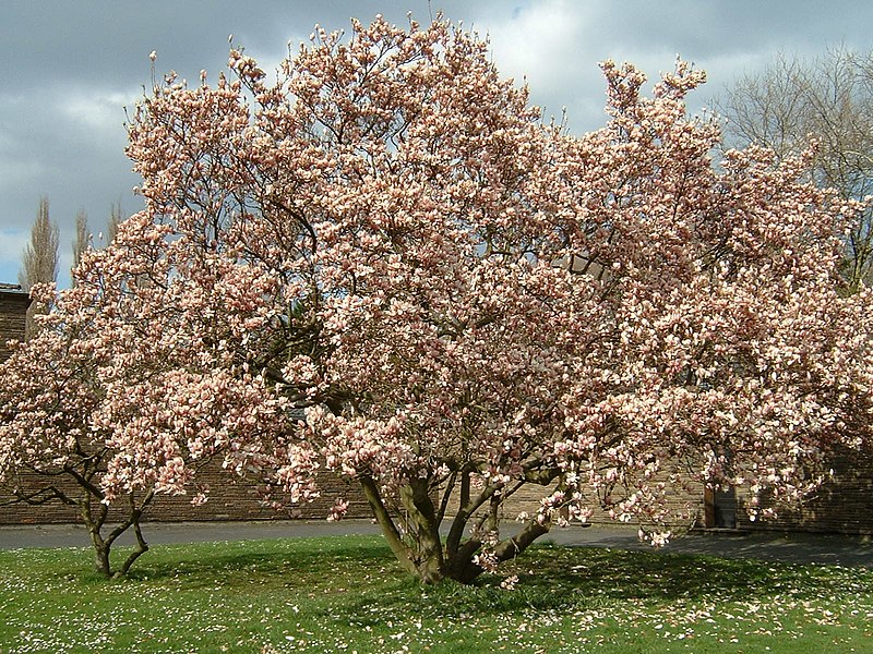 Fil:171 Magnolien.JPG