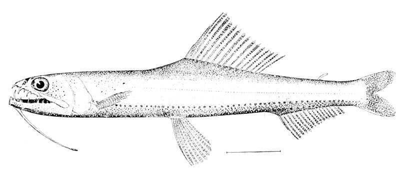 Fil:Astronesthes gemmifer.jpg