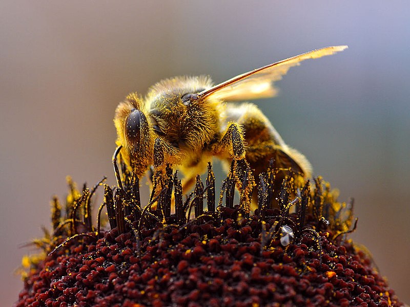 Fil:Bees Collecting Pollen 2004-08-14.jpg