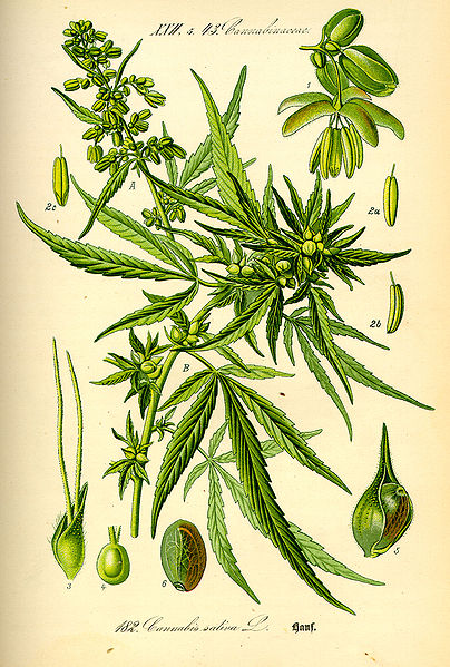 Fil:Illustration Cannabis sativa0.jpg