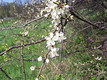 Prunus spinosa a1.jpg