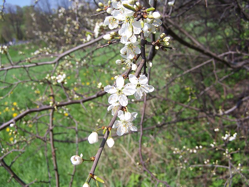 Fil:Prunus spinosa a1.jpg