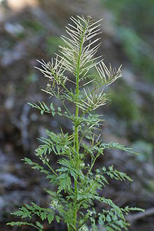 Cardamine impatiens2.JPG