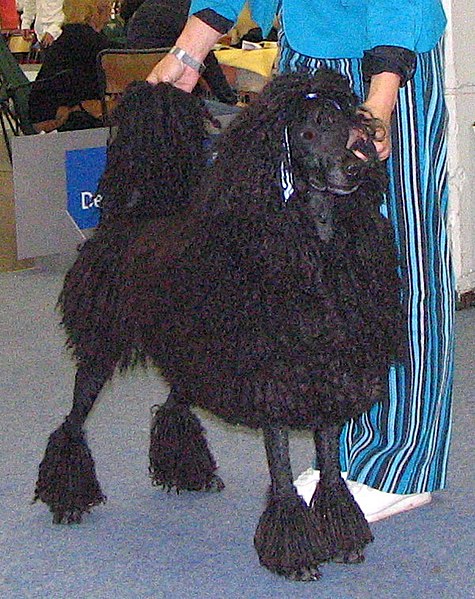 Fil:Corded Standard Poodle black.jpg
