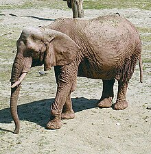 Elephant african.jpg