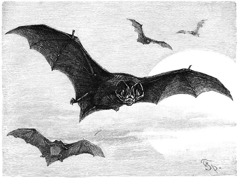 Fil:Mopsfledermaus-drawing.jpg