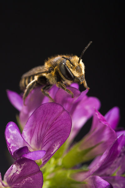 Fil:ARS Megachile rotundata.jpg