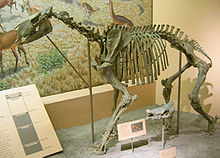 skelett av en art i släktet Moropus