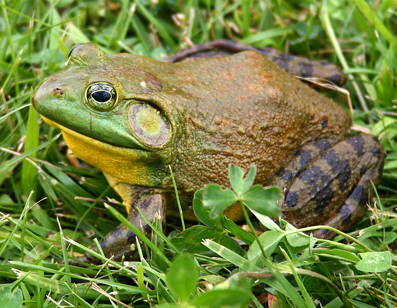 Fil:North-American-bullfrog1.jpg