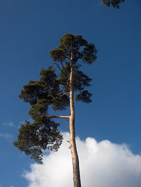 Fil:Pinus sylvestris in Enskededalen in spring 2008-1.jpg