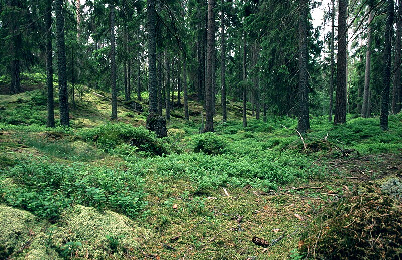 Fil:Swedish Pine Forest.jpg