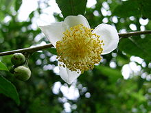 Blomma av tebusken (Camellia sinensis)