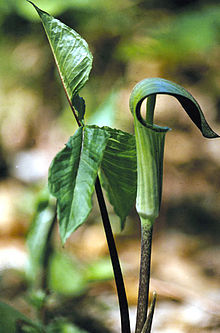 Rödbrun kobrakalla (A. triphyllum)