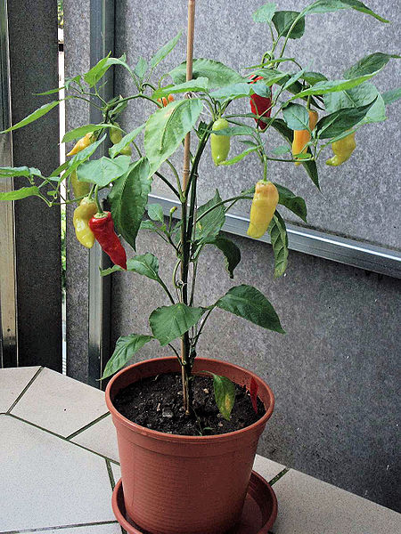 Fil:Capsicum baccatum0.jpg