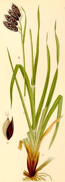 Fil:Carex atrata.jpg