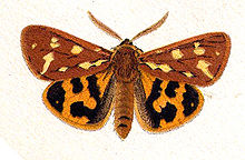 Hyphoraia.aulica.Huebner.1880.jpg