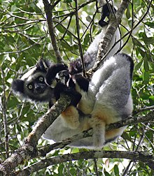 arten Indri indri
