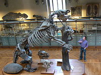 Skelett av Megatherium americanum