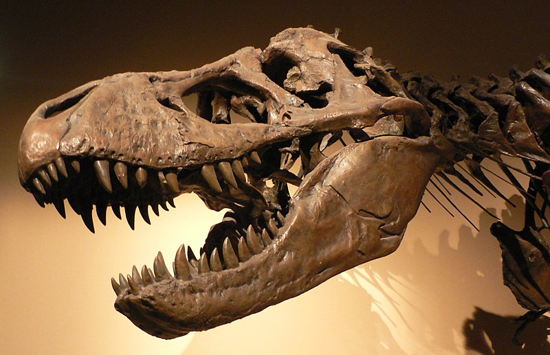 Fil:Palais de la Decouverte Tyrannosaurus rex p1050042.jpg