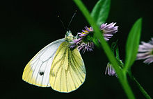 Pieris.napi.3335.jpg