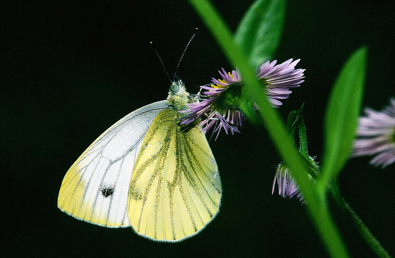 Fil:Pieris.napi.3335.jpg