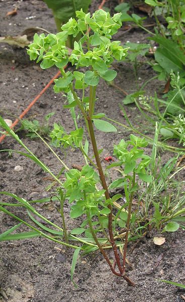 Fil:Tuinwolfsmelk Euphorbia peplus.jpg