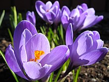 Crocus-vernum-tumaz.jpg