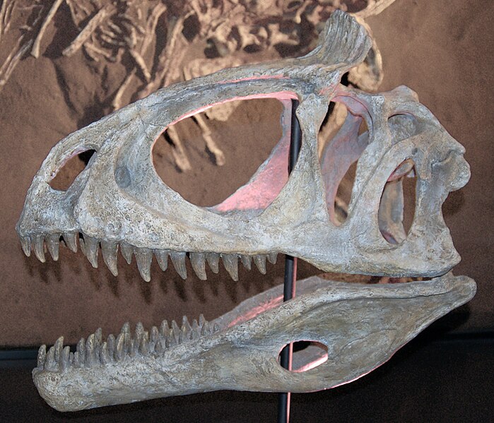 Fil:Cryolophosaurus skullcast aus.jpg