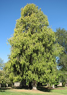 Tårcypress (Cupressus funebris)