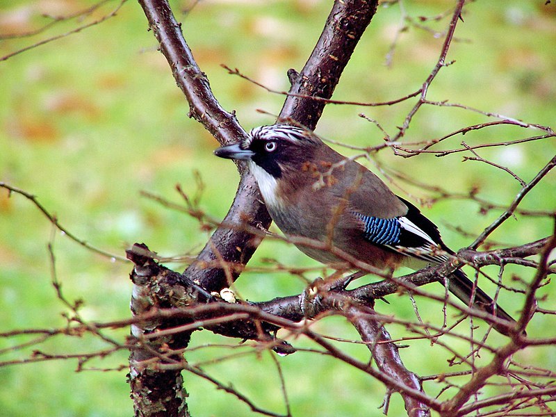 Fil:Eurasian Jay.jpg