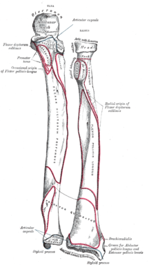 Vänster underarmsben, framsida.Illustration: Gray's Anatomy, 1918. (PD)