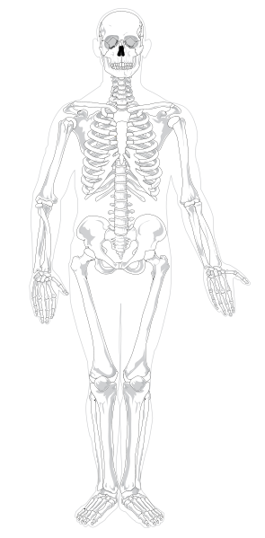 Fil:Human skeleton front no-text no-color.svg