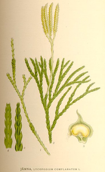 Fil:Lycopodium complanatum nf.jpg