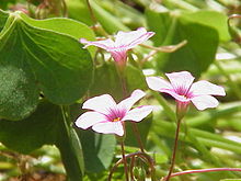 Lyckoklöver (Oxalis articulata)
