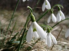 Snödroppe (G. nivalis)