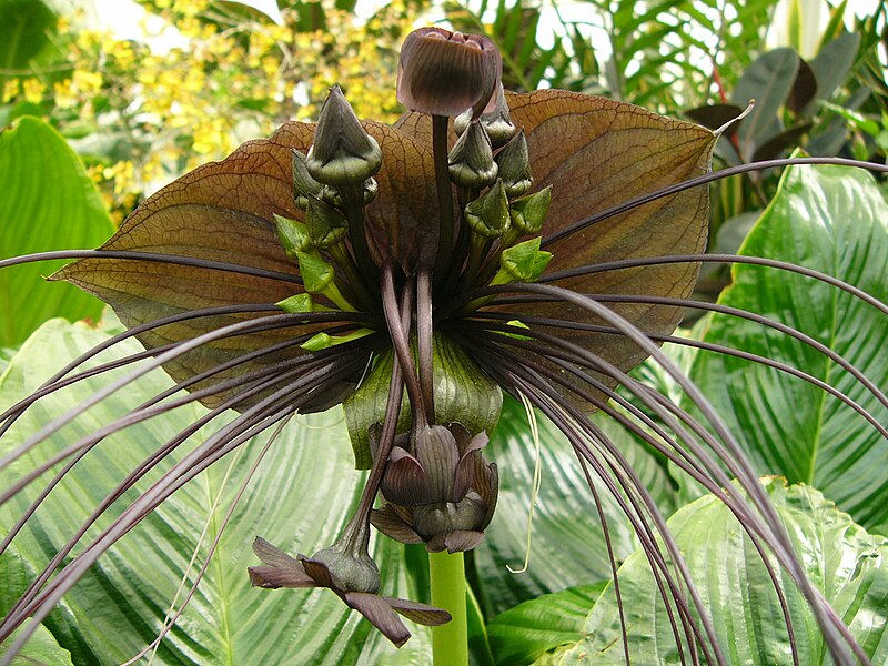 Fil:Tacca chantrieri489542402.jpg