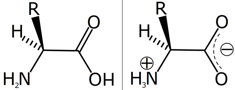 Fil:Amino acid zwitterion.png