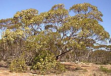 Eucalyptus-oleosa-tree-2.jpg