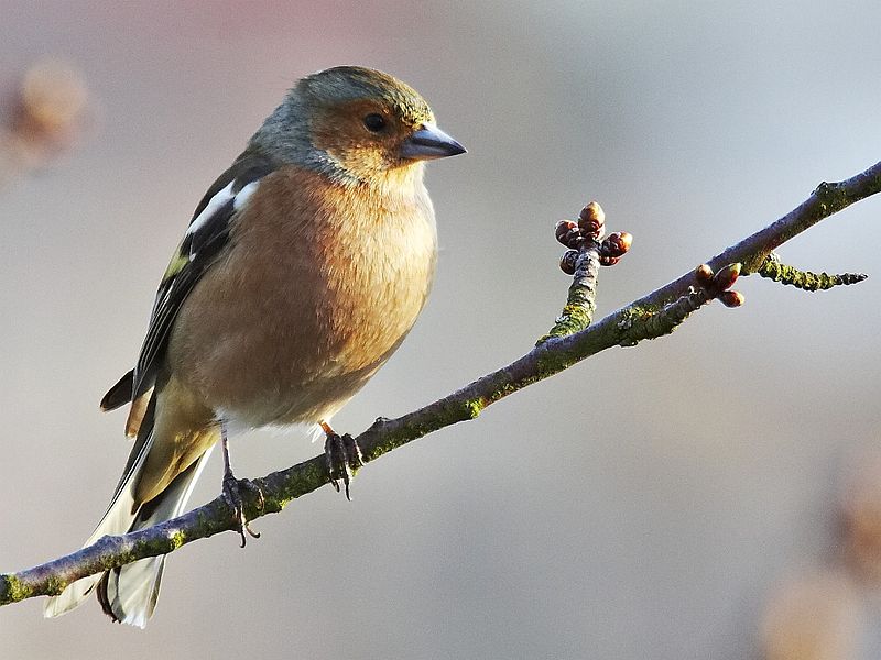 Fil:Fringilla coelebs male1.jpg